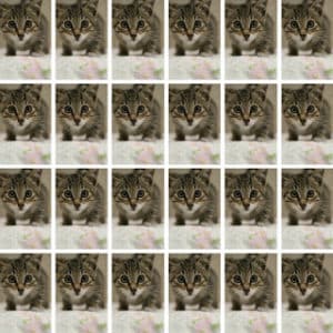 collage of kittens