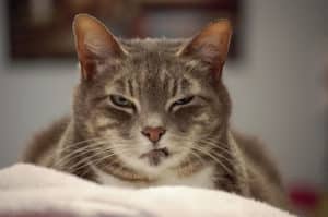 disgusted face cat