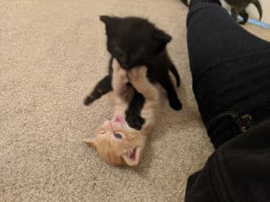 2 kittens rough housing