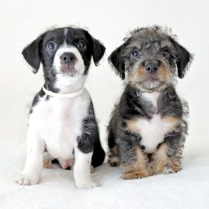 Nani's puppies