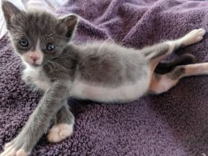 kitten posing