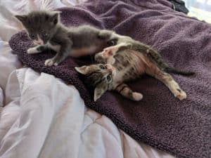 kittens in blanket