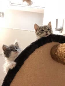 2 kittens popping heads over chair