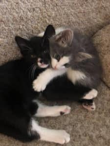 2 kittens hugging