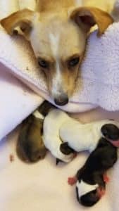 Brandy and her puppies