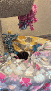 cat playing with toy gif