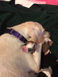 Butters and her puppies