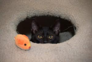 cat peeking out of hole