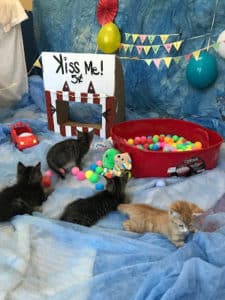 playpen with kittens