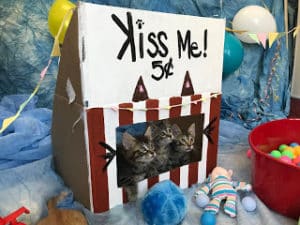 kiss me cat booth