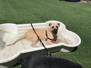 dog inside portable pool