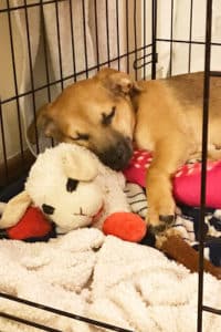 puppy sleeping with toy lamb