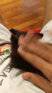 kitten playing with hand