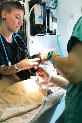 medical team working with dog