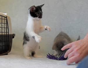 kitten standing on hind legs
