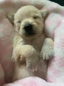 The Little Puppy That Could Humane Society Silicon Valley