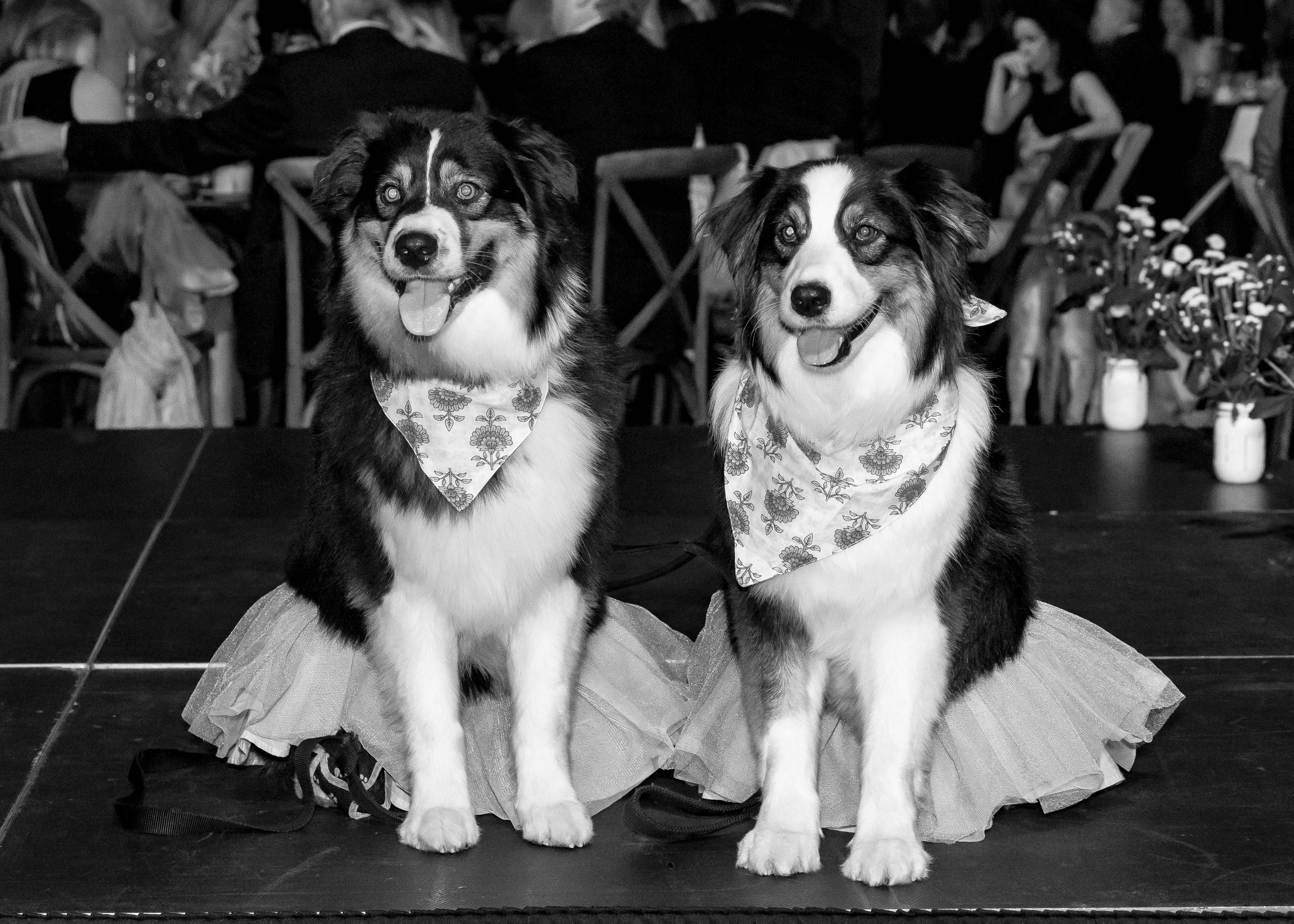 The Fur Ball Humane Society Silicon Valley