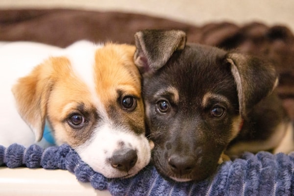 185148, 185148, AC116272 Lightbox 600x400 CASV2, AC116272_Lightbox_600x400_CASV2.jpg, 92978, https://www.hssv.org/wp-content/uploads/2022/04/AC116272_Lightbox_600x400_CASV2.jpg, https://www.hssv.org/wp-content/uploads/2022/04/AC116272_Lightbox_600x400_CASV2.jpg, , 47, , , ac116272_lightbox_600x400_casv2, inherit, 0, 2022-04-01 22:54:17, 2022-04-01 22:54:17, 0, image/jpeg, image, jpeg, https://www.hssv.org/wp-includes/images/media/default.png, 600, 400, Array