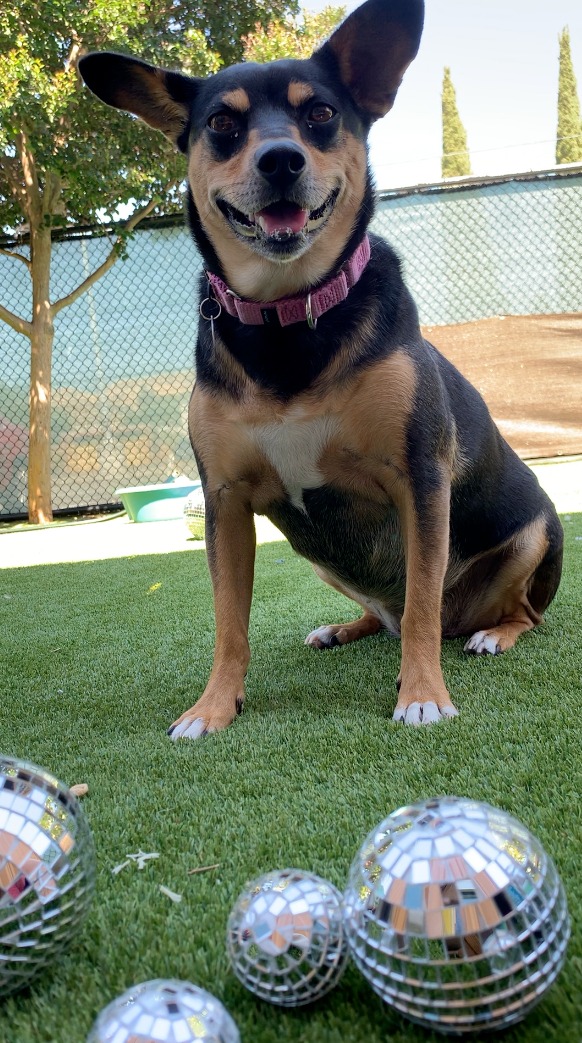 Meet Shirley Humane Society Silicon Valley