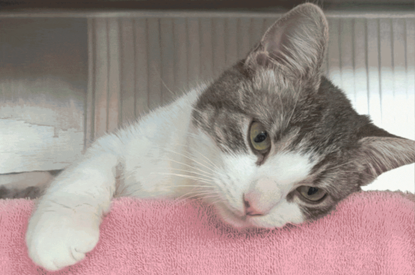 Take Our Annual Loyal Friend Survey Humane Society Silicon Valley