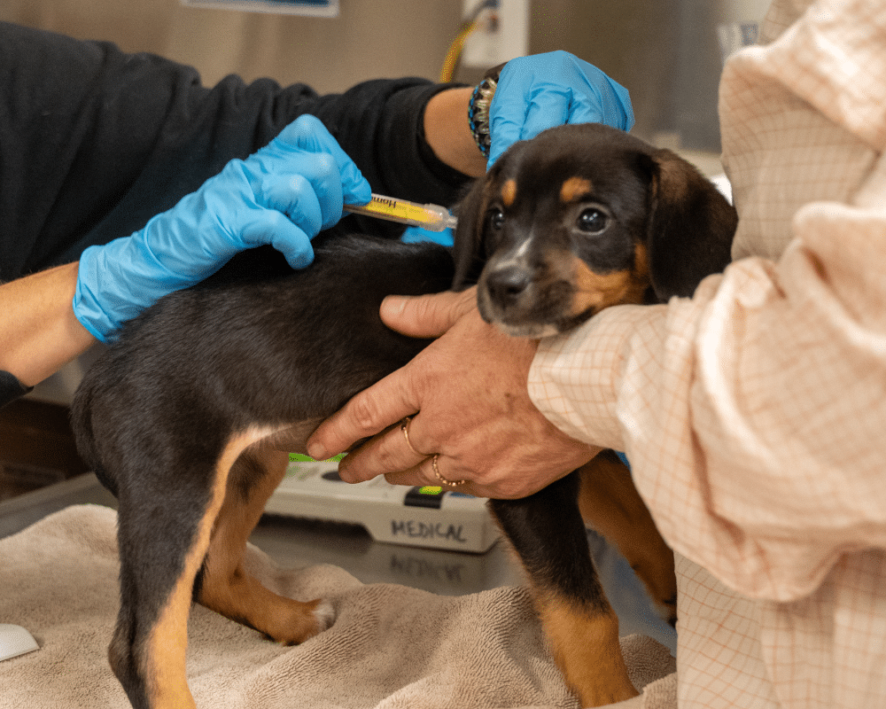 Neighborhood vaccine clinics. Walk-ins are welcomed