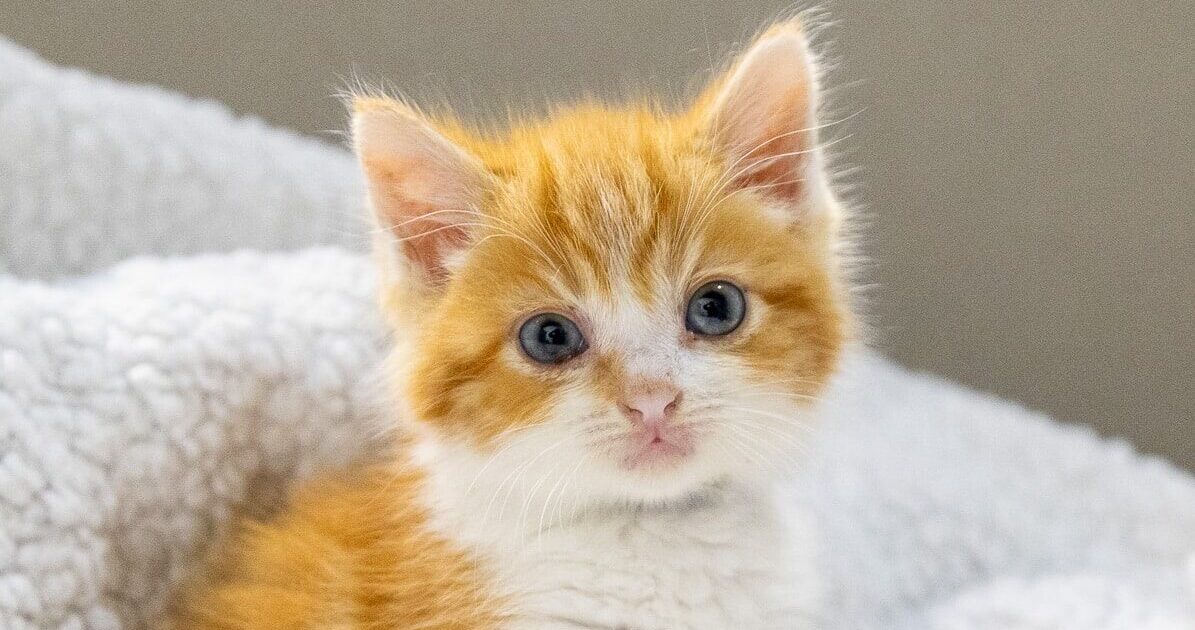 Found kittens at 4- weeks old