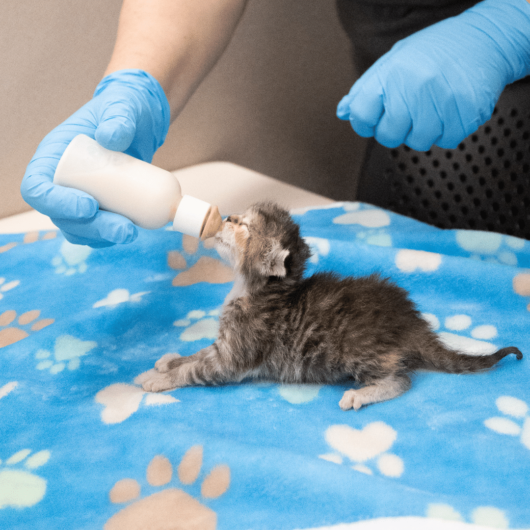 Image is not available