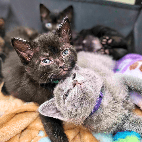 First litter of kitten season 2026!