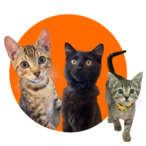 First litter of kitten season 2026!